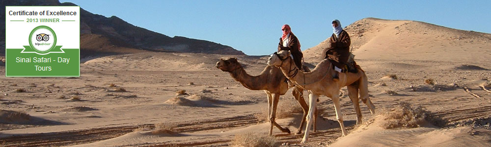 Bedouin safari