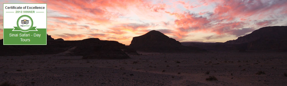 Bedouin safari