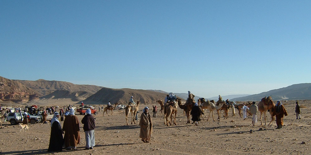Bedouin safari